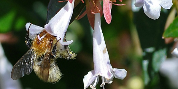 abélia abeille