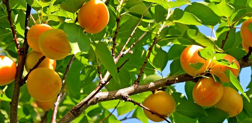 abricots - leaderplant