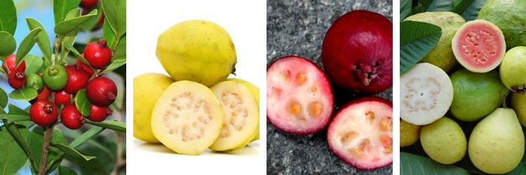 Goyavier Jaune Psidium - Plante Fruitière En Pot 20 Cm - Hauteur Max 170 Cm - Âge 2 Ans - Résistante à La Sécheresse