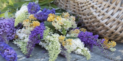 Buddleja fleurs