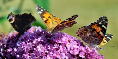 Buddlejas et papillons