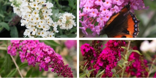 Buddleja rose pâle ou foncé, blanc