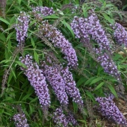 Buddleja Wisteria Lane