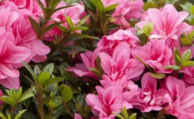 Arbuste De Jardin