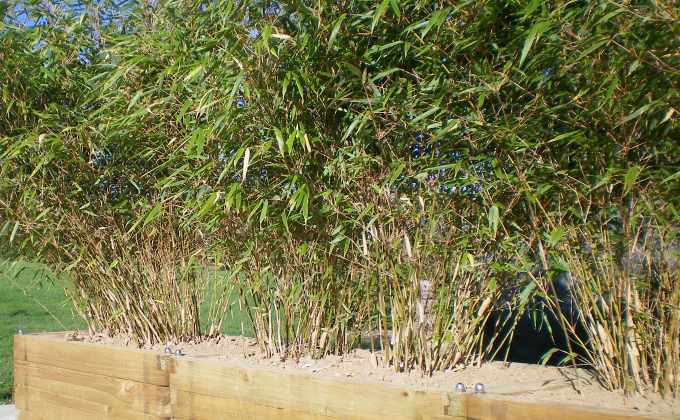 bambous jardinieres12