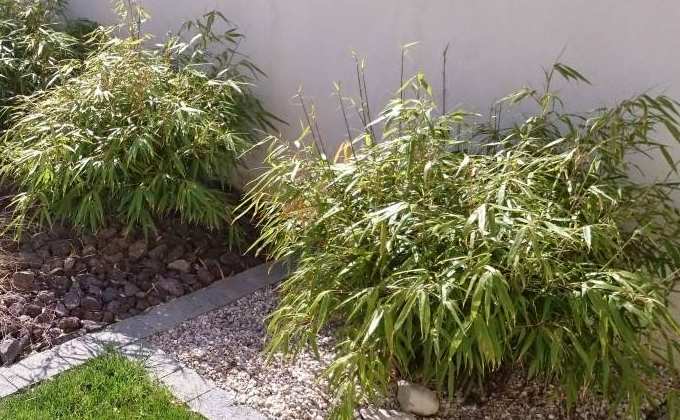 Bambou - Vente en ligne de bambous, bambou pas cher | Leaderplant