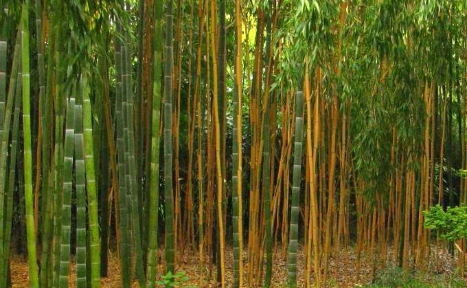 Bambou - Vente en ligne de bambous, bambou pas cher | Leaderplant
