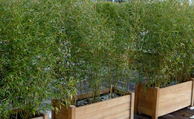 Plantes Balcon Paris