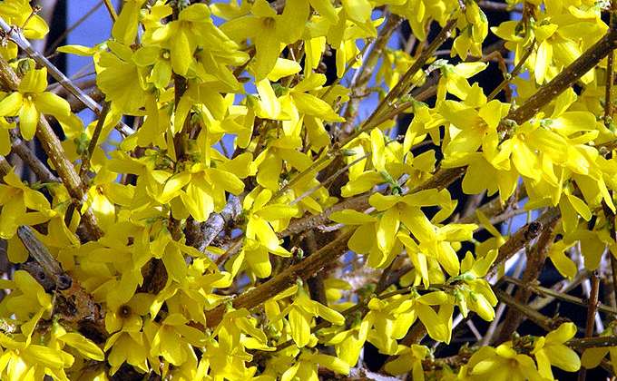 Arbustes à Fleurs Vente En Ligne Darbres Et Darbustes à