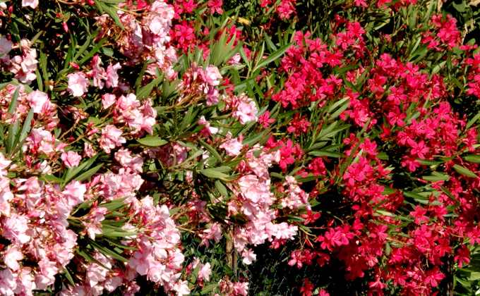 Brise Vue Haie De Laurier Rose