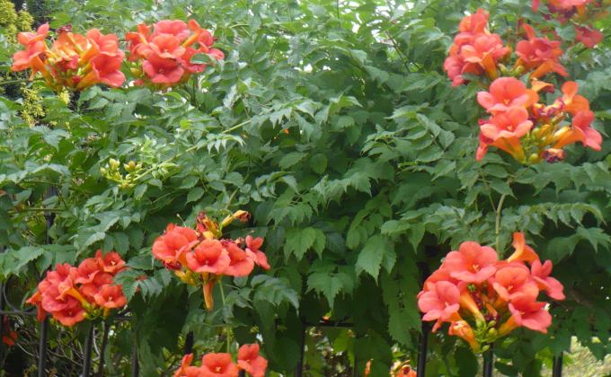 plantes grimpantes vente arbres et arbustes grimpants plantes grimpantes vente arbres et arbustes grimpants
