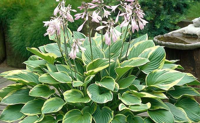 Plantes grandes feuilles Plantes grandes feuilles