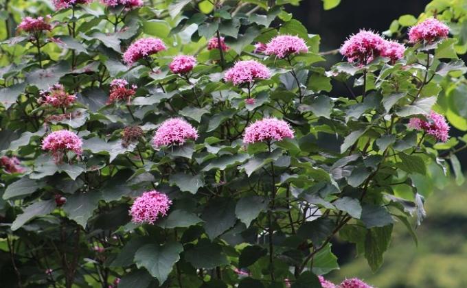 arbustes à fleurs arbustes 224 fleurs vente en ligne d arbres et d arbustes 224 fleurs leaderplant arbustes à fleurs arbustes 224 fleurs vente en ligne d arbres et d arbustes 224 fleurs leaderplant