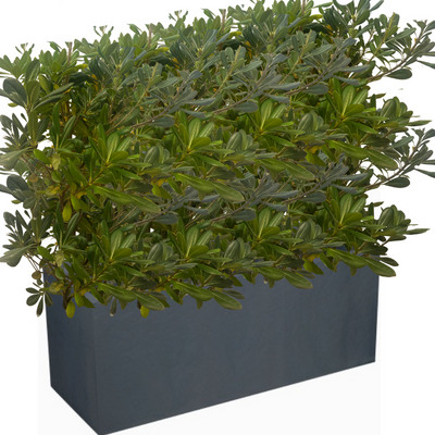 KIT Brise-vue Balcon Pittosporum du Japon - Vente en ligne de plants de KIT  Brise-vue Balcon Pittosporum du Japon pas cher