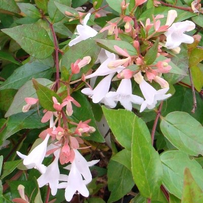 Abélia grandiflora - Vente en ligne de plants de Abélia grandiflora pas  cher | Leaderplant