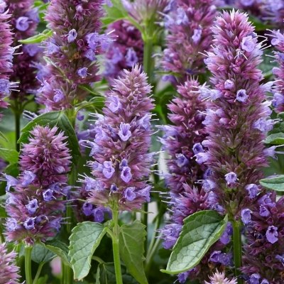 Agastache violette naine 'Beelicious Purple' ® - Vente en ligne de plants  de Agastache violette naine 'Beelicious Purple' ® pas cher | Leaderplant