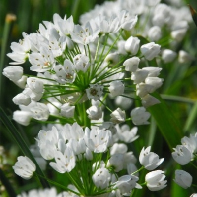 Ail d'ornement à fleurs blanches / Ail de Naples - Vente en ligne de plants  de Ail d'ornement à fleurs blanches / Ail de Naples pas cher | Leaderplant