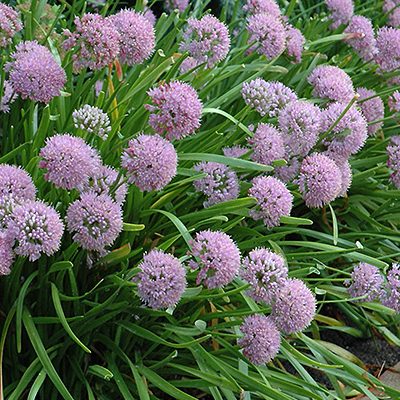 Ail des Montagnes - Vente en ligne de plants de Ail des Montagnes pas cher  | Leaderplant