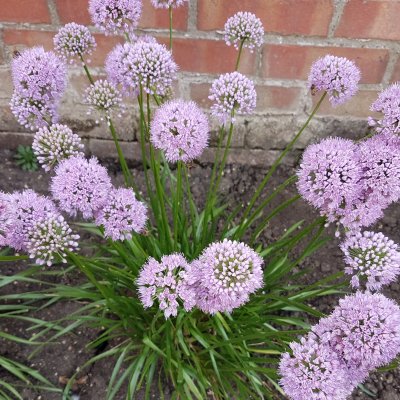 Potager décoratif : création, plantes et légumes ornementaux