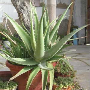 Aloe Vera (Barbadensis Miller) - en ligne de plants de Aloe Vera (Barbadensis Miller) pas cher Leaderplant