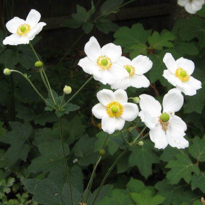 Anémone du Japon blanche 'Honorine Jobert' - Vente en ligne de plants de  Anémone du Japon blanche 'Honorine Jobert' pas cher | Leaderplant