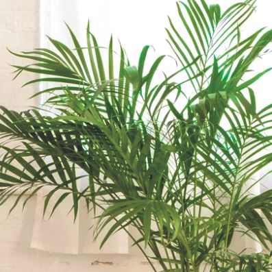 Palmier Areca Vente En Ligne De Plants De Palmier Areca Pas Cher Leaderplant Palmier Areca Vente En Ligne De Plants De Palmier Areca Pas Cher Leaderplant