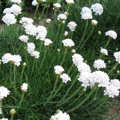 Gazon d'Espagne Blanc - Armeria - Vente en ligne de plants de Gazon  d'Espagne Blanc - Armeria pas cher | Leaderplant