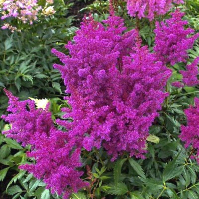 Astilbe naine violette Vision in Purple ® - Vente en ligne de plants de  Astilbe naine violette Vision in Purple ® pas cher | Leaderplant