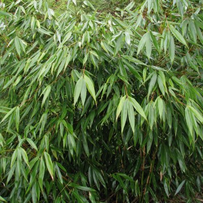 Bambou Fargesia Rufa - Vente en ligne de plants de Bambou Fargesia Rufa pas  cher