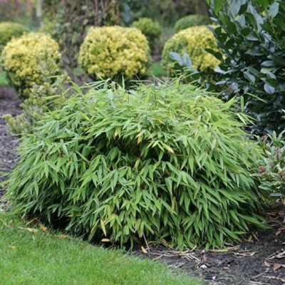 Bambou Nain Non Tracant Vente En Ligne De Plants De Bambou Fargesia Nain Elias Leaderplant Bambou Nain Non Tracant Vente En Ligne De Plants De Bambou Fargesia Nain Elias Leaderplant