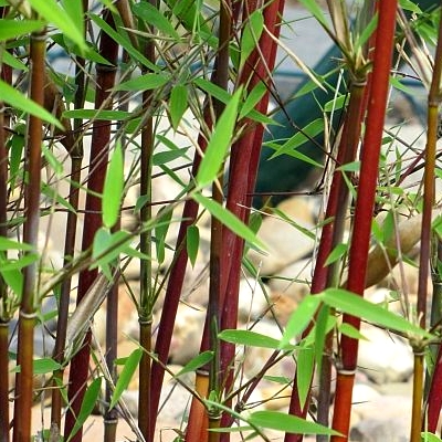 le Bambou des pandas résistant au froid Chine graines de Bambou Couleur Sud-est Bambou à cannes rouges Aimado Seeds Garden 