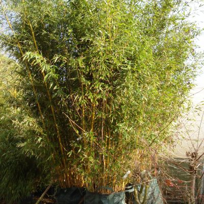 PHYLLOSTACHYS aureosulcata AUREOCAULIS (Bambou jaune)