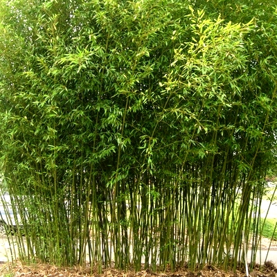 Bambou : herbe ou bois – Bambou World