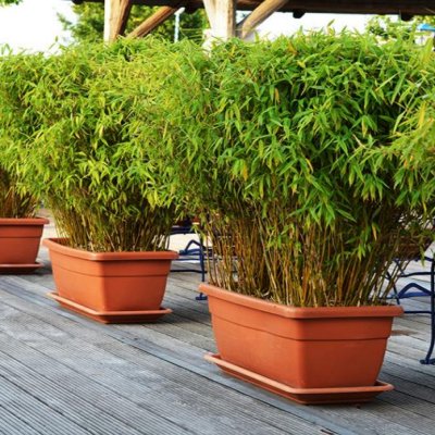 Bambou Fargesia Rufa - Vente en ligne de plants de Bambou Fargesia