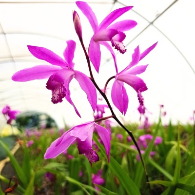 Orchidée jacinthe 'Rose' - Bletilla striata 'Rose' - Le Jardin du Pic Vert