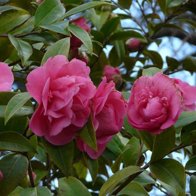 Camélia 'Debbie' - Vente en ligne de plants de Camélia 'Debbie' pas cher |  Leaderplant