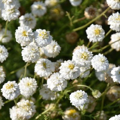 Graines de Chamaemelum nobile - Camomille romaine - Boutique Végétale