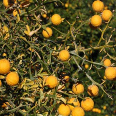 Citronnier épineux Pomeroy - Vente en ligne de plants de