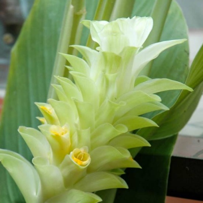 Curcuma (Longa) - Vente en ligne de plants de Curcuma (Longa) pas cher |  Leaderplant