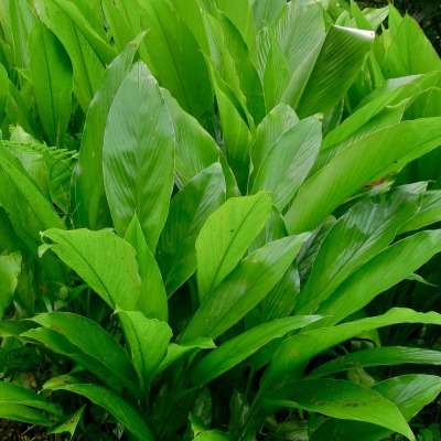 Plant de curcuma bio - La Bonne Graine