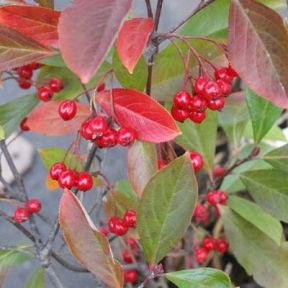 Aronia à fruits rouges Brilliant ® PLANTE CADEAU