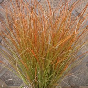 Graminée Carex testaceae PF PLANTE CADEAU