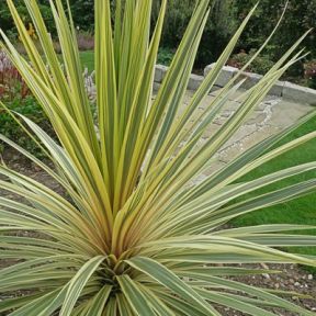 Cordyline 'Torbay Dazzler' PLANTE CADEAU
