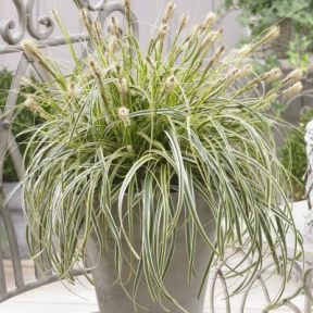 Graminée Carex Feather Falls ® PLANTE CADEAU