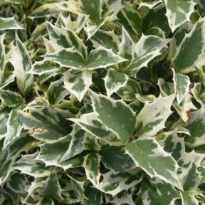 Osmanthe Latifolia Panaché PLANTE CADEAU