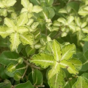 Pittosporum Brin de Soleil. PLANTE CADEAU