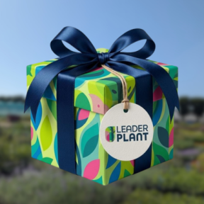 PLANTE CADEAU SURPRISE 