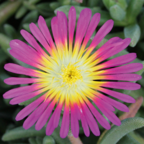 DELOSPERMA Suntropics Purple PLANTE CADEAU