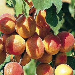 abricotier Builda arbre de abricots plante fruitière sur un pot de 26 max 200 cm 4 ans 