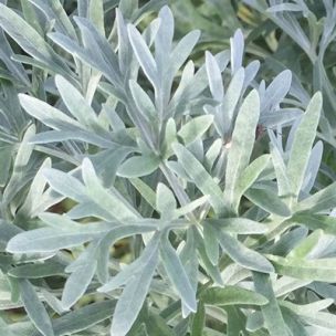 Absinthe - Anti-Pucerons - Leaderplant